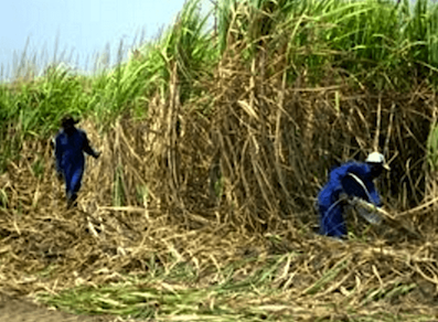 sugar cane harvesting k
